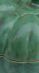 Vert antique